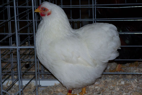 Illini pullet2